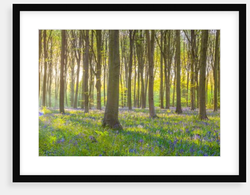 Sun rays through trees by Assaf Frank